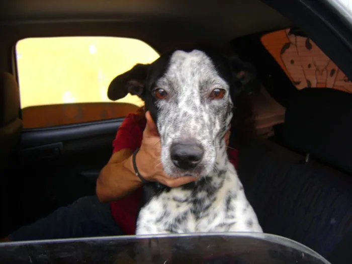 Cachorro raça SRD idade 2 anos nome Billy