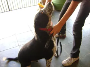 Cachorro raça SRD idade 2 anos nome Billy