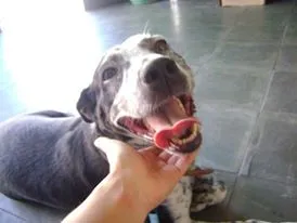 Cachorro raça SRD idade 2 anos nome Billy