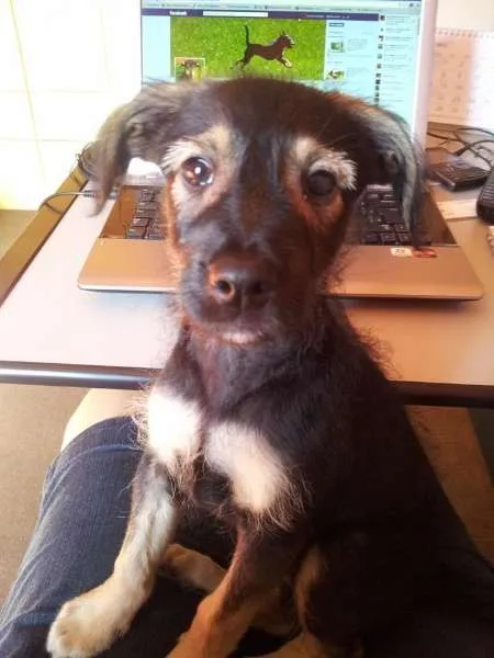 Cachorro ra a SRD idade 2 a 6 meses nome Poupee