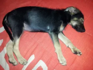 Cachorro raça SRD idade 2 a 6 meses nome Poupee