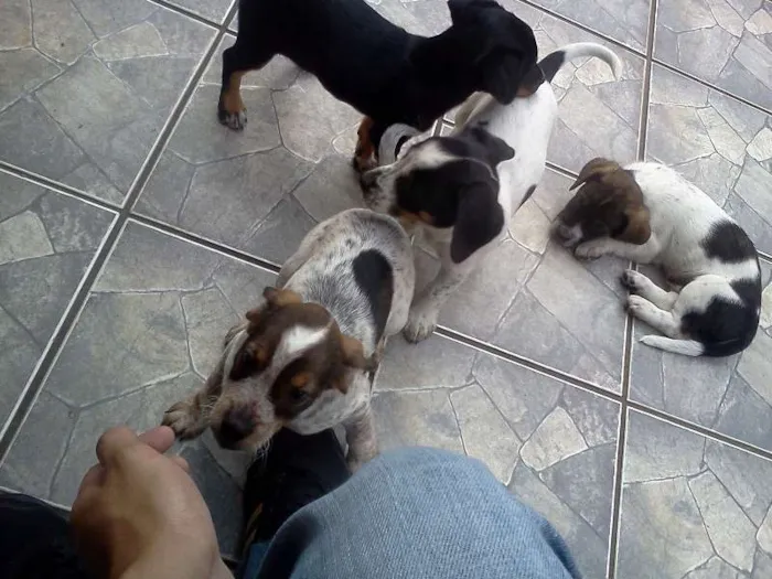 Cachorro ra a SRD idade 2 a 6 meses nome Filhotes