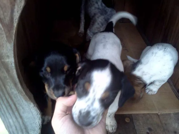 Cachorro ra a SRD idade 2 a 6 meses nome Filhotes