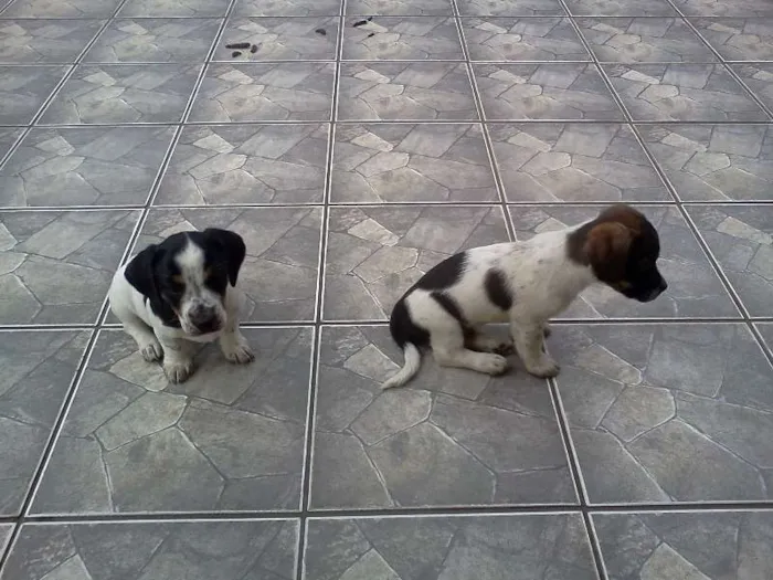 Cachorro ra a SRD idade 2 a 6 meses nome Filhotes