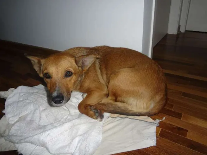 Cachorro ra a SRD idade 1 ano nome Nega