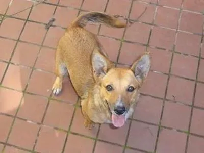 Cachorro ra a SRD idade 1 ano nome Nega