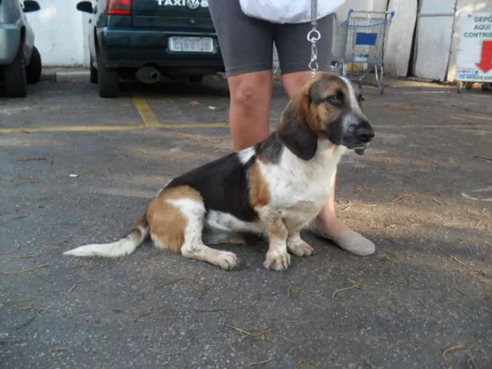 Cachorro ra a Basset Hound idade 2 anos nome Lala