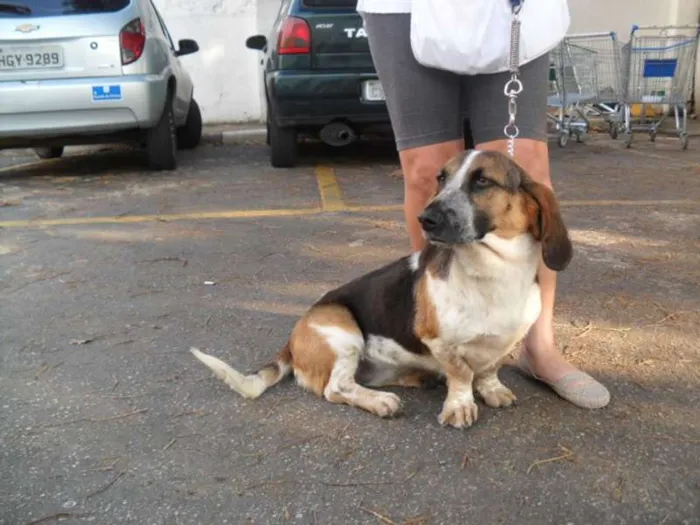 Cachorro ra a Basset Hound idade 2 anos nome Lala