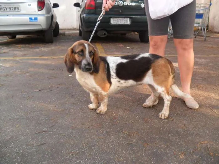 Cachorro ra a Basset Hound idade 2 anos nome Lala