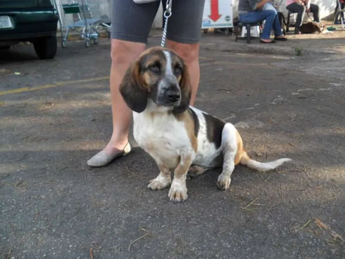 Cachorro ra a Basset Hound idade 2 anos nome Lala