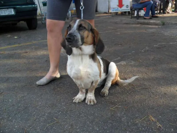 Cachorro ra a Basset Hound idade 2 anos nome Lala