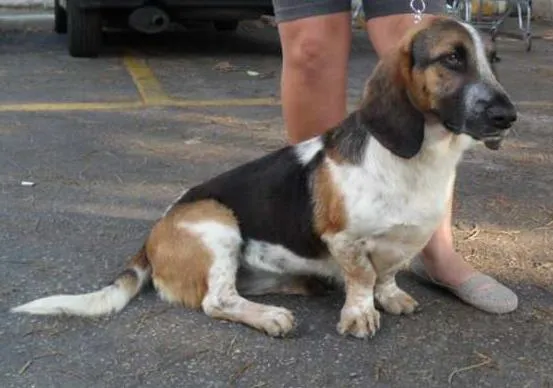 Cachorro ra a Basset Hound idade 2 anos nome Lala