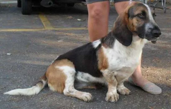 Cachorro ra a Basset Hound idade 2 anos nome Lala