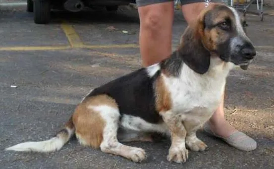 Cachorro ra a Basset Hound idade 2 anos nome Lala
