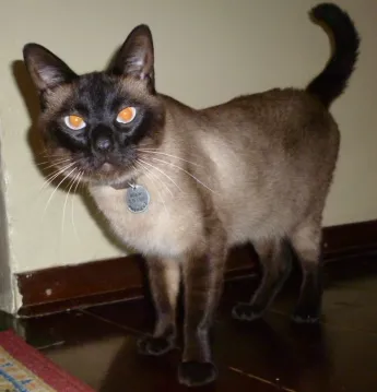 Gato raça Mista idade 1 ano nome Bonner