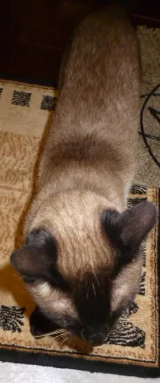 Gato raça Mista idade 1 ano nome Bonner