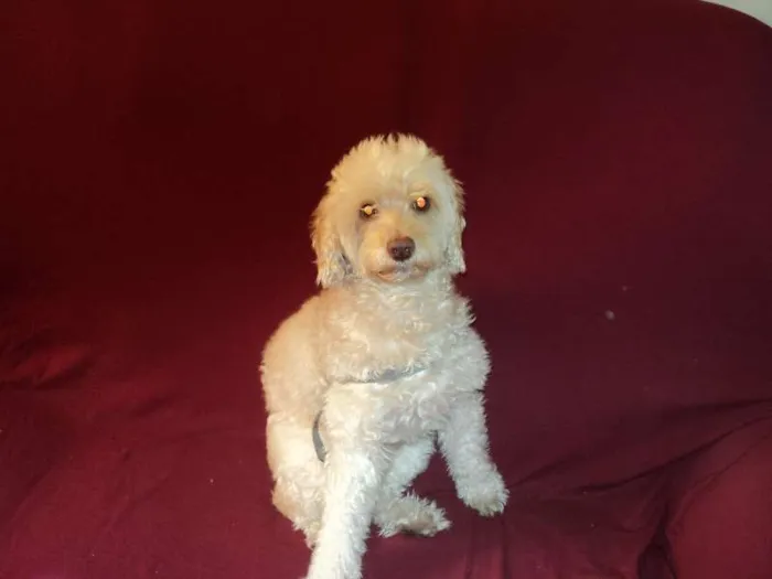Cachorro ra a Poodle idade 6 ou mais anos nome Bily