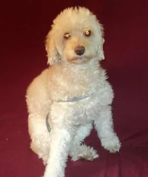 Cachorro raça Poodle idade 6 ou mais anos nome Bily