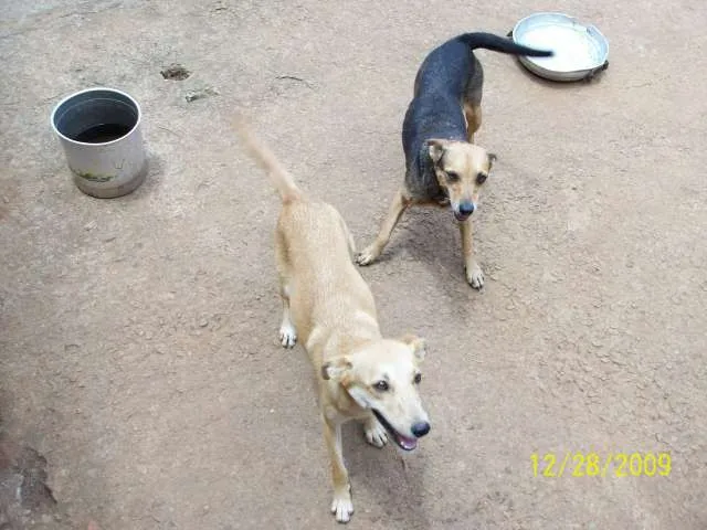 Cachorro ra a Sem raça definida idade 5 anos nome Botinha/Nina/Lindin