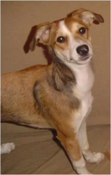 Cachorro ra a Vira lata (SRD) idade 3 anos nome Bisteca GRATIFICA