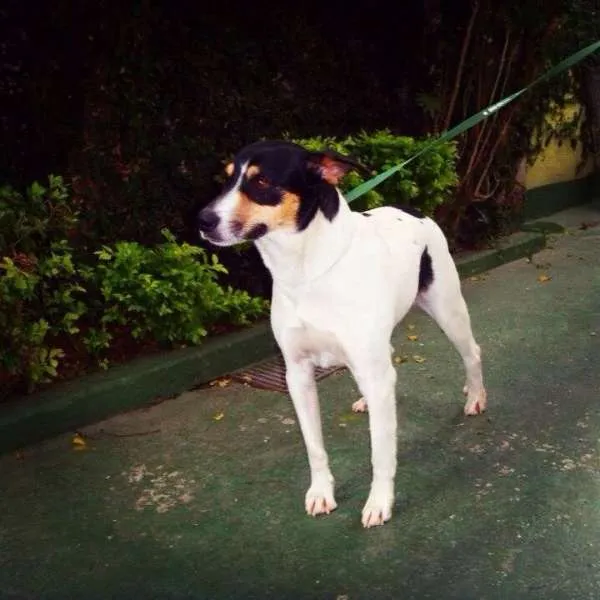 Cachorro ra a Viralata misturado  idade 2 anos nome Slash