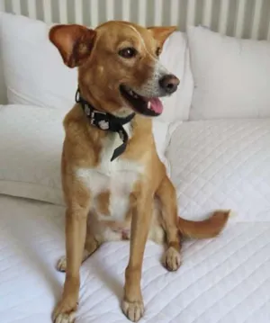 Cachorro raça Misturada  idade 2 anos nome Mel