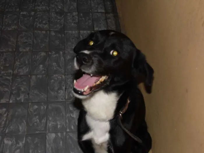 Cachorro raça Pointer Inglês idade 5 anos nome Bizungo