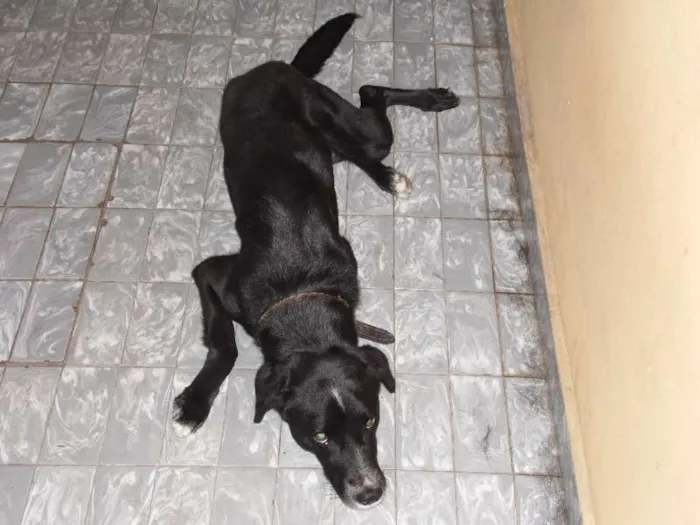 Cachorro raça Pointer Inglês idade 5 anos nome Bizungo