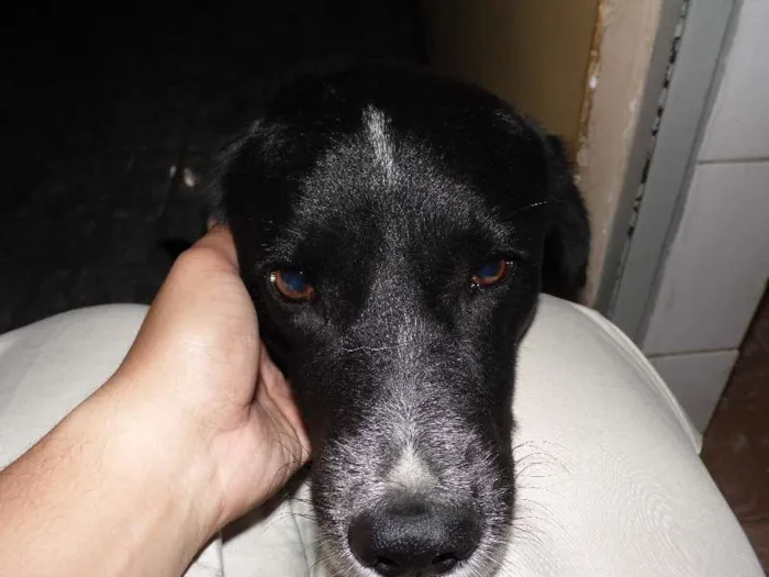 Cachorro raça Pointer Inglês idade 5 anos nome Bizungo