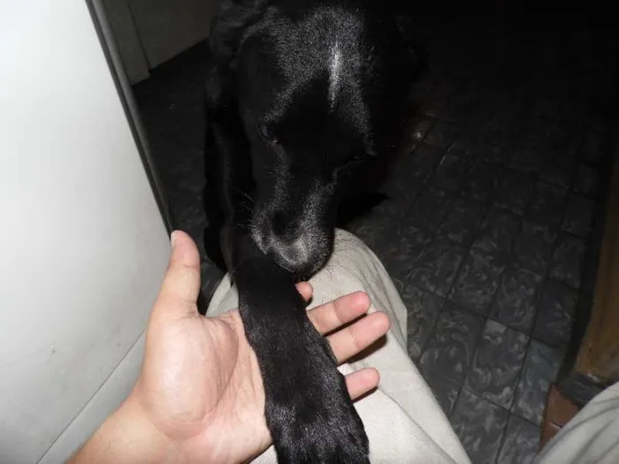 Cachorro raça Pointer Inglês idade 5 anos nome Bizungo