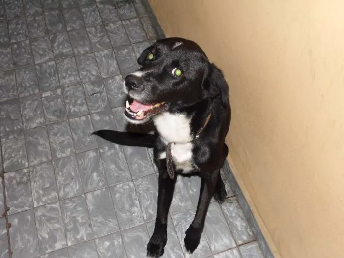 Cachorro raça Pointer Inglês idade 5 anos nome Bizungo