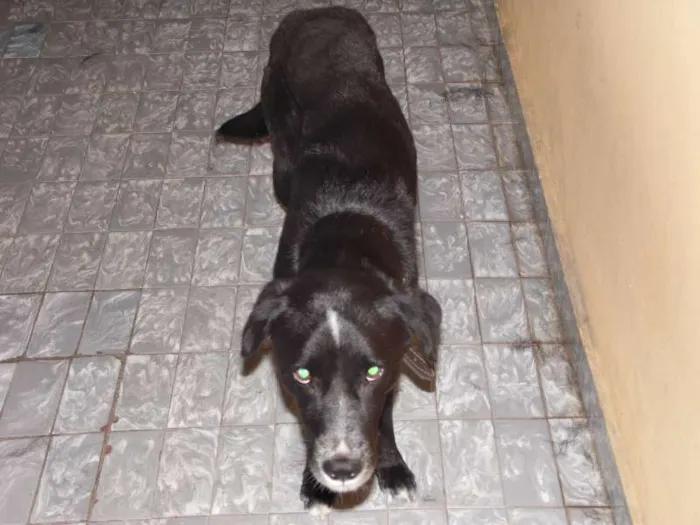 Cachorro raça Pointer Inglês idade 5 anos nome Bizungo