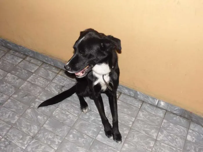 Cachorro raça Pointer Inglês idade 5 anos nome Bizungo