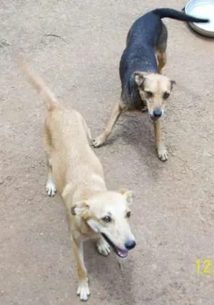 Cachorro raça Sem raça definida idade 5 anos nome Botinha/Nina/Lindin