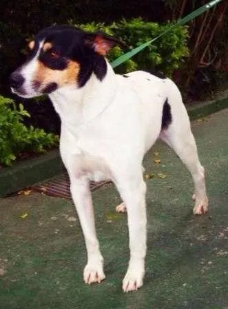 Cachorro ra a Viralata misturado  idade 2 anos nome Slash