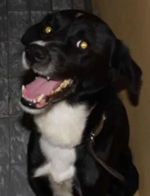 Cachorro raça Pointer Inglês idade 5 anos nome Bizungo