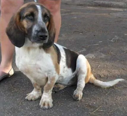 Cachorro ra a Basset Hound idade 2 anos nome Lala