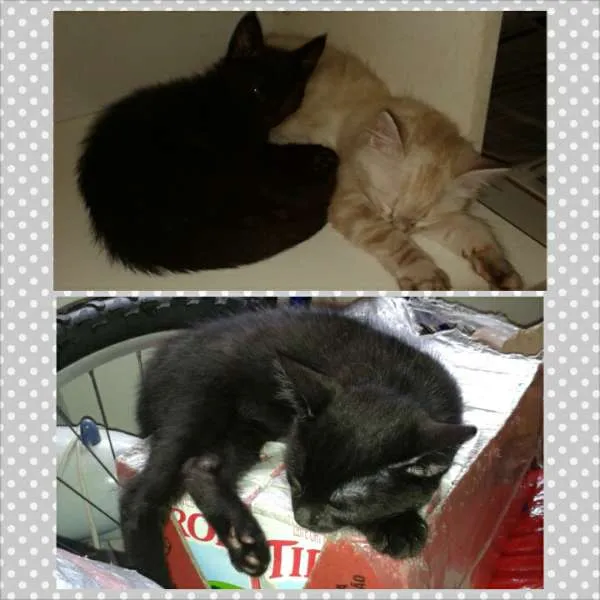 Gato ra a Quase angorá idade 2 a 6 meses nome Gatos