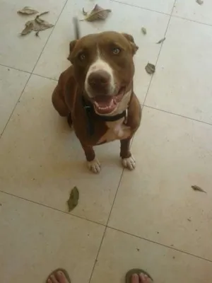 Cachorro raça Pit-Bull idade 2 anos nome Mahalo