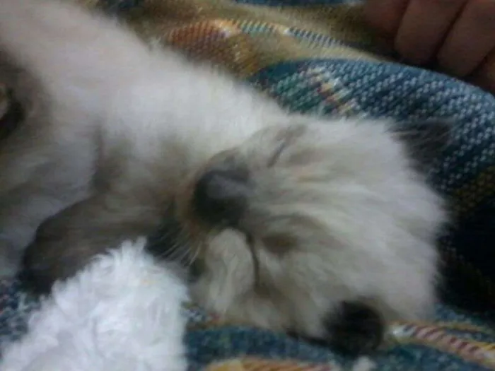 Gato ra a SRD idade Abaixo de 2 meses nome Sem nome