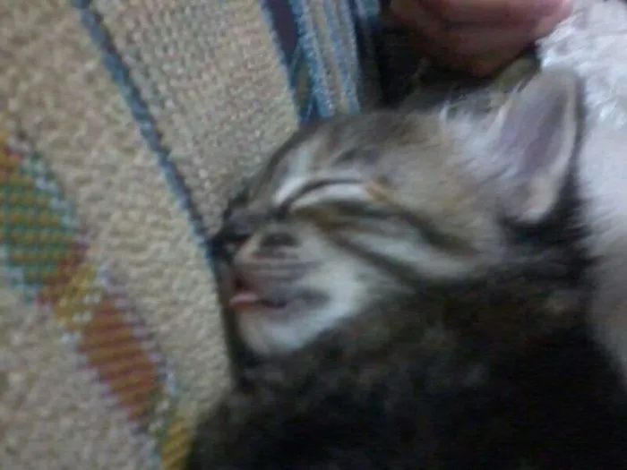 Gato ra a SRD idade Abaixo de 2 meses nome Sem nome