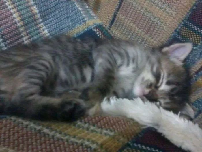 Gato ra a SRD idade Abaixo de 2 meses nome Sem nome