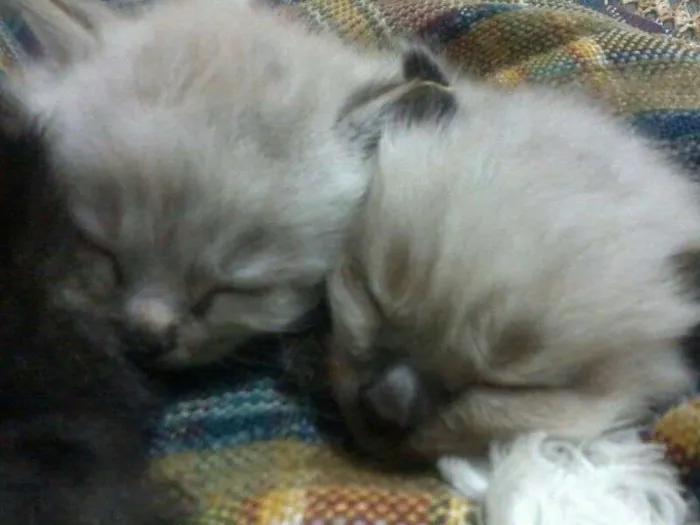 Gato ra a SRD idade Abaixo de 2 meses nome Sem nome