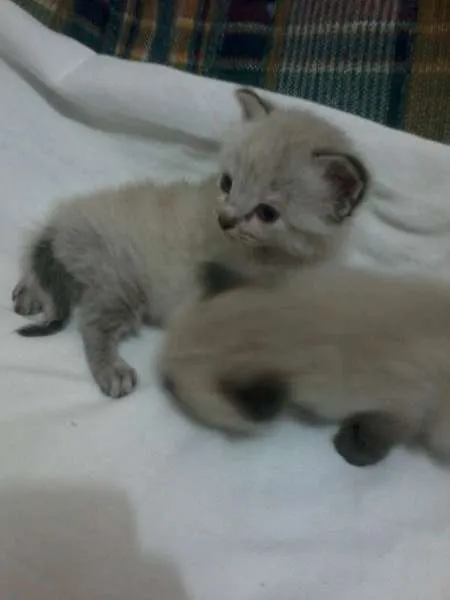 Gato ra a SRD idade Abaixo de 2 meses nome Sem nome