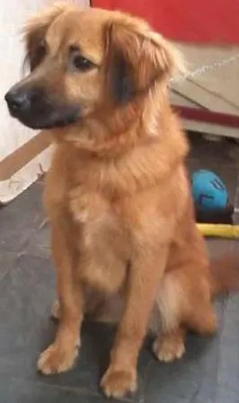 Cachorro ra a Vira Lata idade 7 a 11 meses nome Bolinha