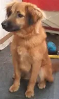Bolinha