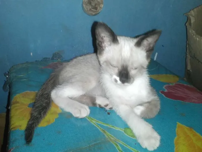 Gato ra a Siamês idade Abaixo de 2 meses nome mimo