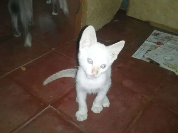 Gato ra a Siamês idade Abaixo de 2 meses nome mimo