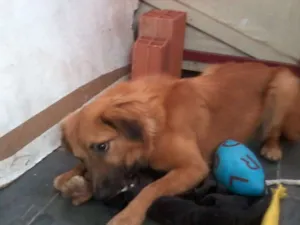 Cachorro raça Vira Lata idade 7 a 11 meses nome Bolinha