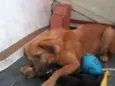 Bolinha